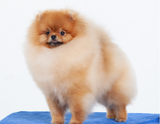Perfect companion Pomeranian