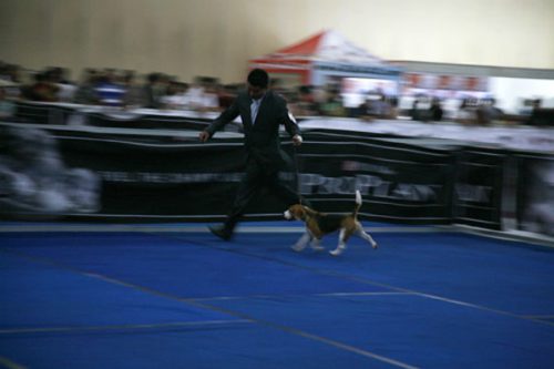 Thailanddogshow_News-03